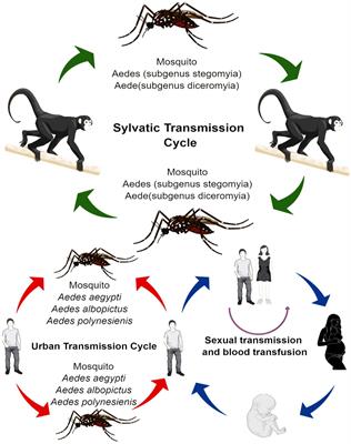 Zika Virus: An Emerging Worldwide Threat